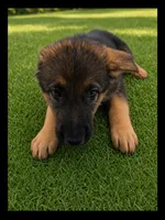 Black, a male German Shepherd Dog for sale in Naples Park, FL – 1 of 7