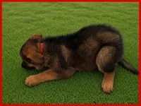Red, a male German Shepherd Dog for sale in Naples Park, FL – 3 of 8
