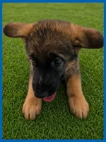 Blue, a male German Shepherd Dog for sale in Naples Park, FL – 3 of 7