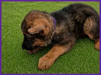 Purple , a female German Shepherd Dog for sale in Naples Park, FL – 3 of 7