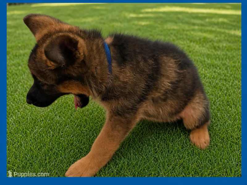 Blue – German Shepherd Dog puppy for sale in Naples Park, FL
