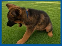 Blue, a male German Shepherd Dog for sale in Naples Park, FL – 1 of 7