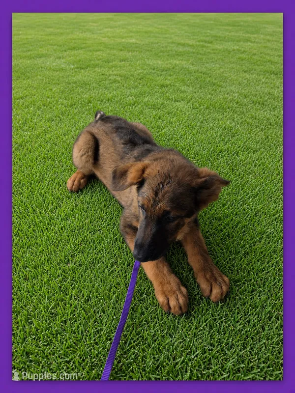 Purple  – German Shepherd Dog puppy for sale in Naples Park, FL
