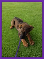 Purple , a female German Shepherd Dog for sale in Naples Park, FL – 1 of 9
