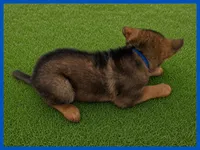 Blue, a male German Shepherd Dog for sale in Naples Park, FL – 2 of 7
