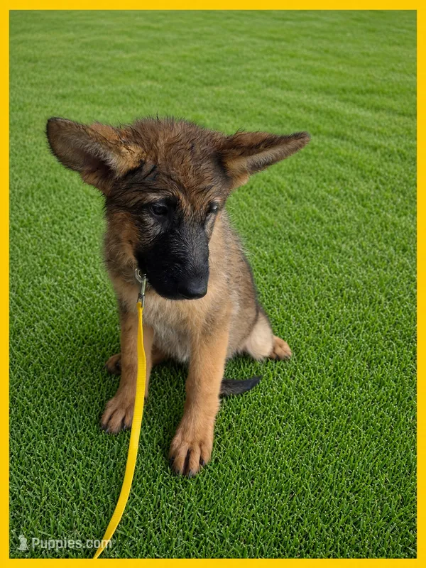 Yellow – German Shepherd Dog puppy for sale in Naples Park, FL