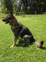 Pink, a female German Shepherd Dog for sale in Naples Park, FL – 7 of 7