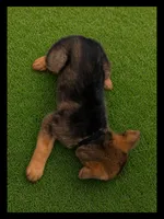 Black, a male German Shepherd Dog for sale in Naples Park, FL – 2 of 7