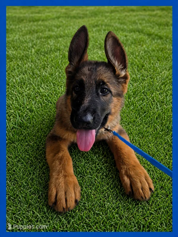 Blue – German Shepherd Dog puppy for sale in Naples Park, FL