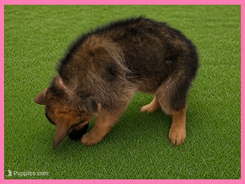 Pink – German Shepherd Dog puppy for sale in Naples Park, FL
