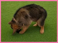 Pink, a female German Shepherd Dog for sale in Naples Park, FL – 1 of 7