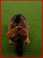 Red, a male German Shepherd Dog for sale in Naples Park, FL – 2 of 8