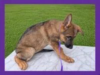 Purple , a female German Shepherd Dog for sale in Naples Park, FL – 2 of 9