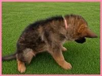 Pink, a female German Shepherd Dog for sale in Naples Park, FL – 2 of 7