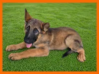 Orange , a male German Shepherd Dog for sale in Naples Park, FL – 2 of 9