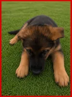 Red, a male German Shepherd Dog for sale in Naples Park, FL – 4 of 8