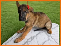 Orange , a male German Shepherd Dog for sale in Naples Park, FL – 1 of 9