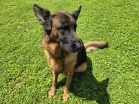 Purple , a female German Shepherd Dog for sale in Naples Park, FL – 4 of 7