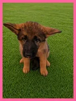 Pink, a female German Shepherd Dog for sale in Naples Park, FL – 3 of 7