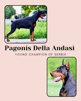 Colby, a male Doberman Pinscher for sale in Allentown, PA – 6 of 7