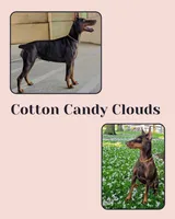 Colby, a male Doberman Pinscher for sale in Allentown, PA – 7 of 7