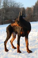 Colby, a male Doberman Pinscher for sale in Allentown, PA – 2 of 7
