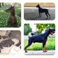 Colby, a male Doberman Pinscher for sale in Allentown, PA – 5 of 7