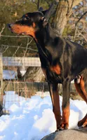 Colby, a male Doberman Pinscher for sale in Allentown, PA – 1 of 7