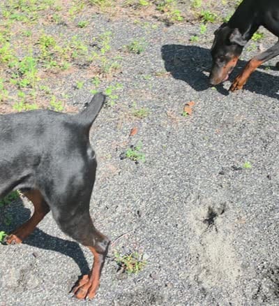 Colby, a male Doberman Pinscher for sale in Allentown, PA – 3 of 7