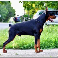 Colby, a male Doberman Pinscher for sale in Allentown, PA – Photo 7 of 9