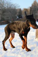 Colby, a male Doberman Pinscher for sale in Allentown, PA – Photo 5 of 9