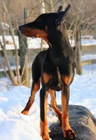 Colby, a male Doberman Pinscher for sale in Allentown, PA – Photo 4 of 9