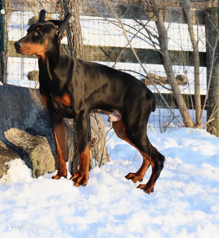Colby, a male Doberman Pinscher for sale in Allentown, PA – Photo 1 of 9