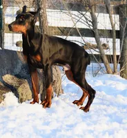Colby, a male Doberman Pinscher for sale in Allentown, PA – Photo 1 of 9