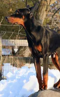 Colby, a male Doberman Pinscher for sale in Allentown, PA – Photo 3 of 9
