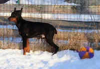 Colby, a male Doberman Pinscher for sale in Allentown, PA – Photo 2 of 9