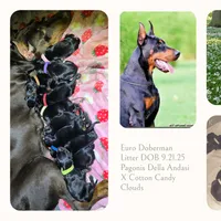 Colby, a male Doberman Pinscher for sale in Allentown, PA – 4 of 7