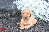 Arie AKC, a female Irish Setter for sale in Morrison, TN – 1 of 4