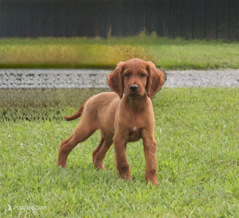 Arlee AKC – Irish Setter puppy for sale in Morrison, TN