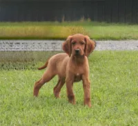 Arlee AKC, a male Irish Setter for sale in Morrison, TN – 1 of 3