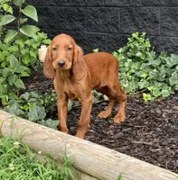AKC Delsey, a female Irish Setter for sale in Morrison, TN – Photo 2 of 4