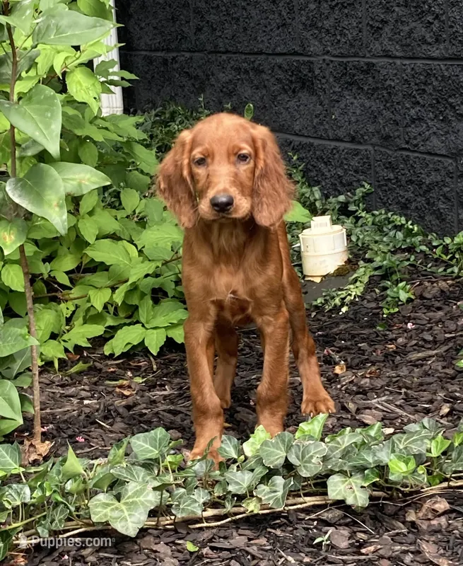 AKC Delsey, a female Irish Setter for sale in Morrison, TN – Photo 1 of 4