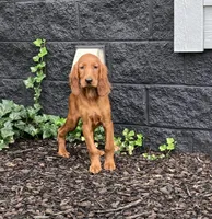 AKC Delsey, a female Irish Setter for sale in Morrison, TN – Photo 3 of 4