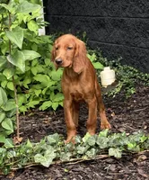 AKC Delsey, a female Irish Setter for sale in Morrison, TN – Photo 4 of 4