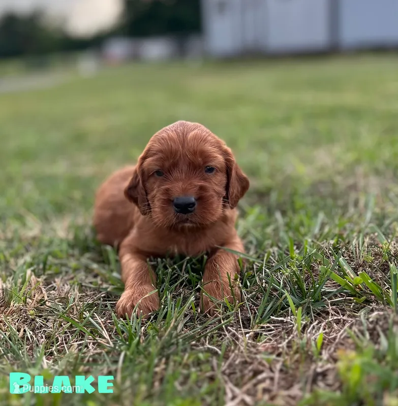 Blake AKC – Irish Setter puppy for sale in Morrison, TN