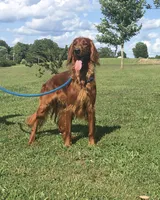 Anna AKC, a female Irish Setter for sale in Morrison, TN – 3 of 4