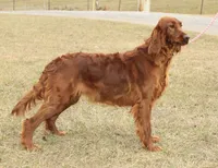 Anna AKC, a female Irish Setter for sale in Morrison, TN – 4 of 4