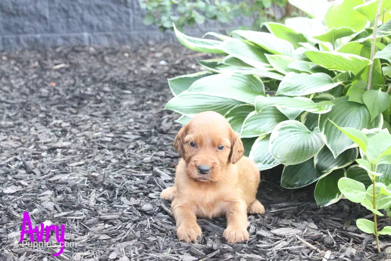 Avry AKC  – Irish Setter puppy for sale in Morrison, TN