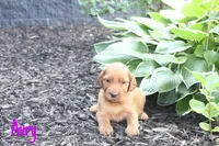 Avry AKC , a female Irish Setter for sale in Morrison, TN – 1 of 3