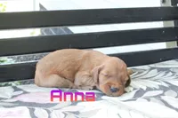 Anna AKC, a female Irish Setter for sale in Morrison, TN – 1 of 4